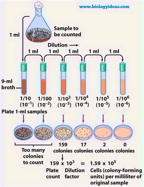 serial dilutions microbiology